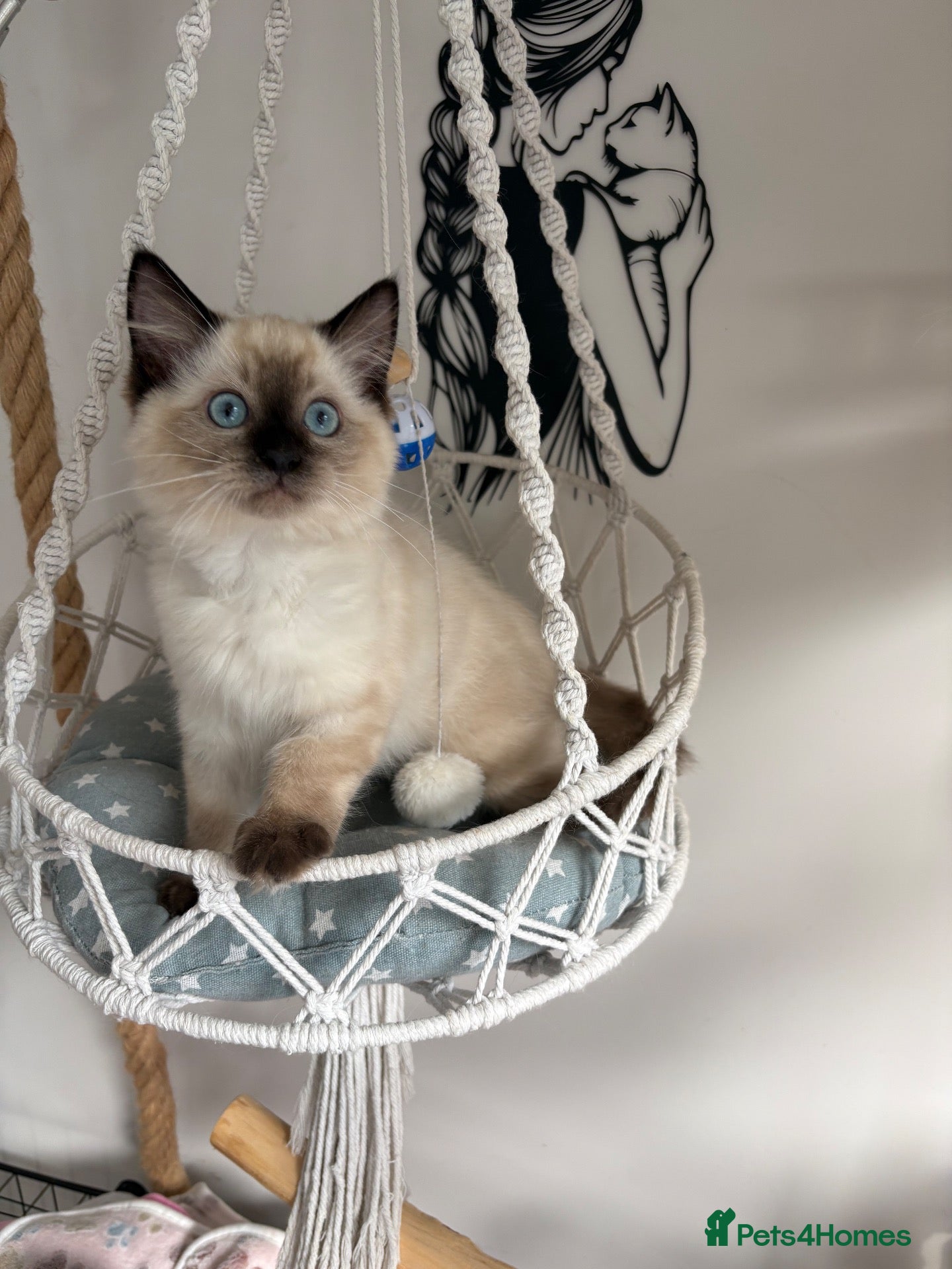 Ragdoll cats Beautiful ragdoll kittens  - Advert 2