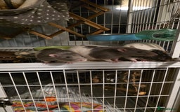 Rat rodents for sale: Trio of ratty boys - Image 2
