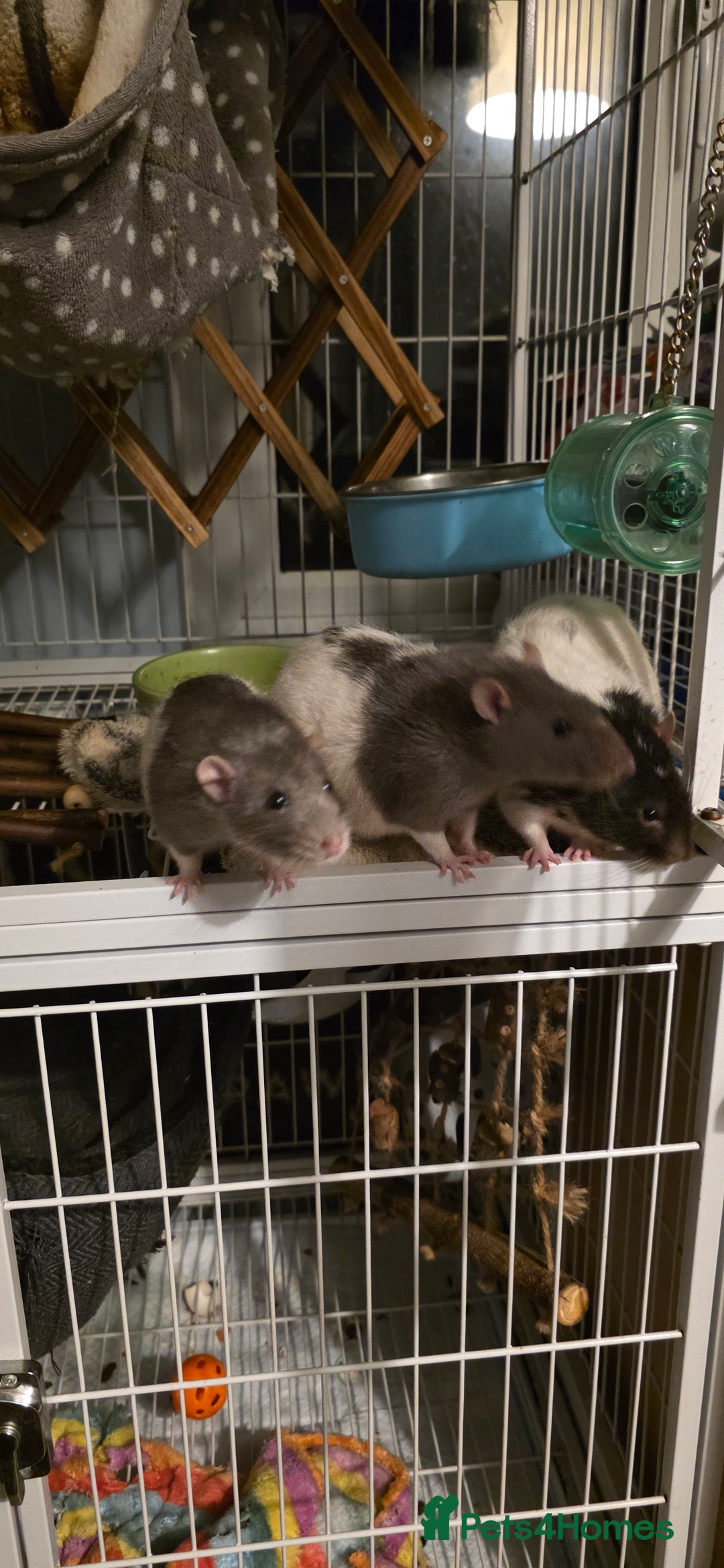 Rat rodents for sale: Trio of ratty boys - Image 2