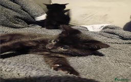 Mixed Breed cats for sale: Fluffy Kittens  - Image 6