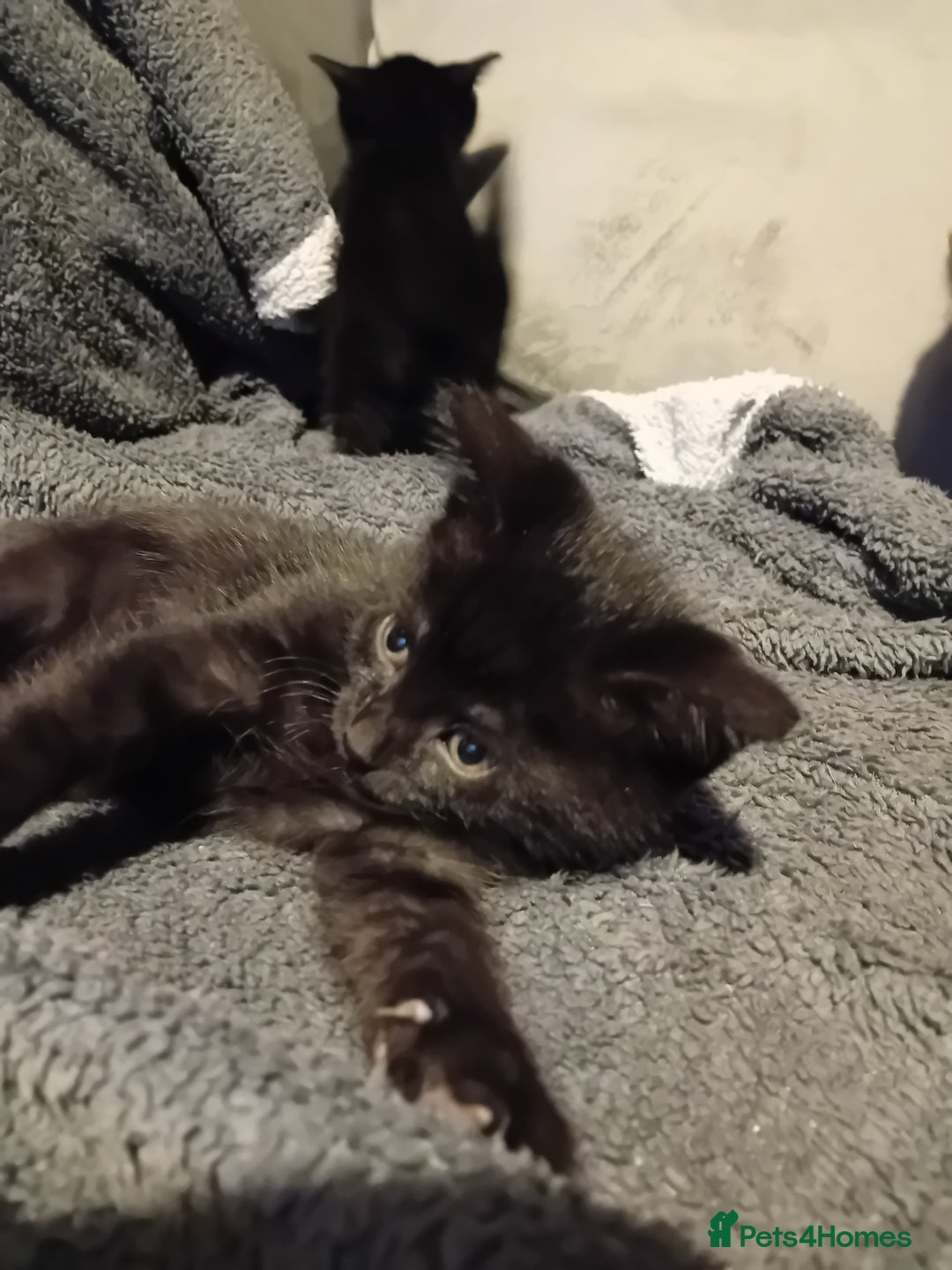 Mixed Breed cats for sale: Fluffy Kittens  - Image 6