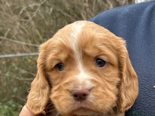 Cocker Spaniel dogs Gorgeous Cocker Spaniel puppies - Advert 8