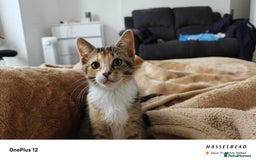 American Shorthair cats for sale: 🐾 Adorable Young Calico Cat Looking  - Image 1