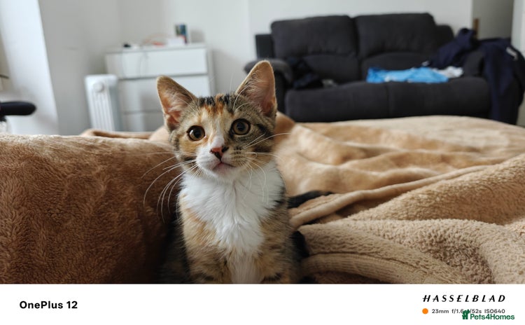 American Shorthair cats - Advert 7