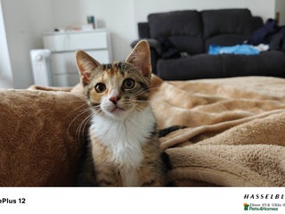 American Shorthair cats - Advert 25