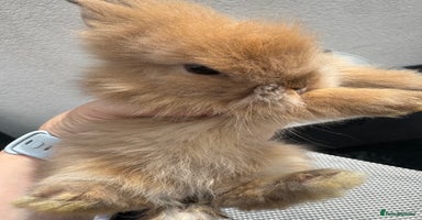 Lionhead rabbits - Advert 6