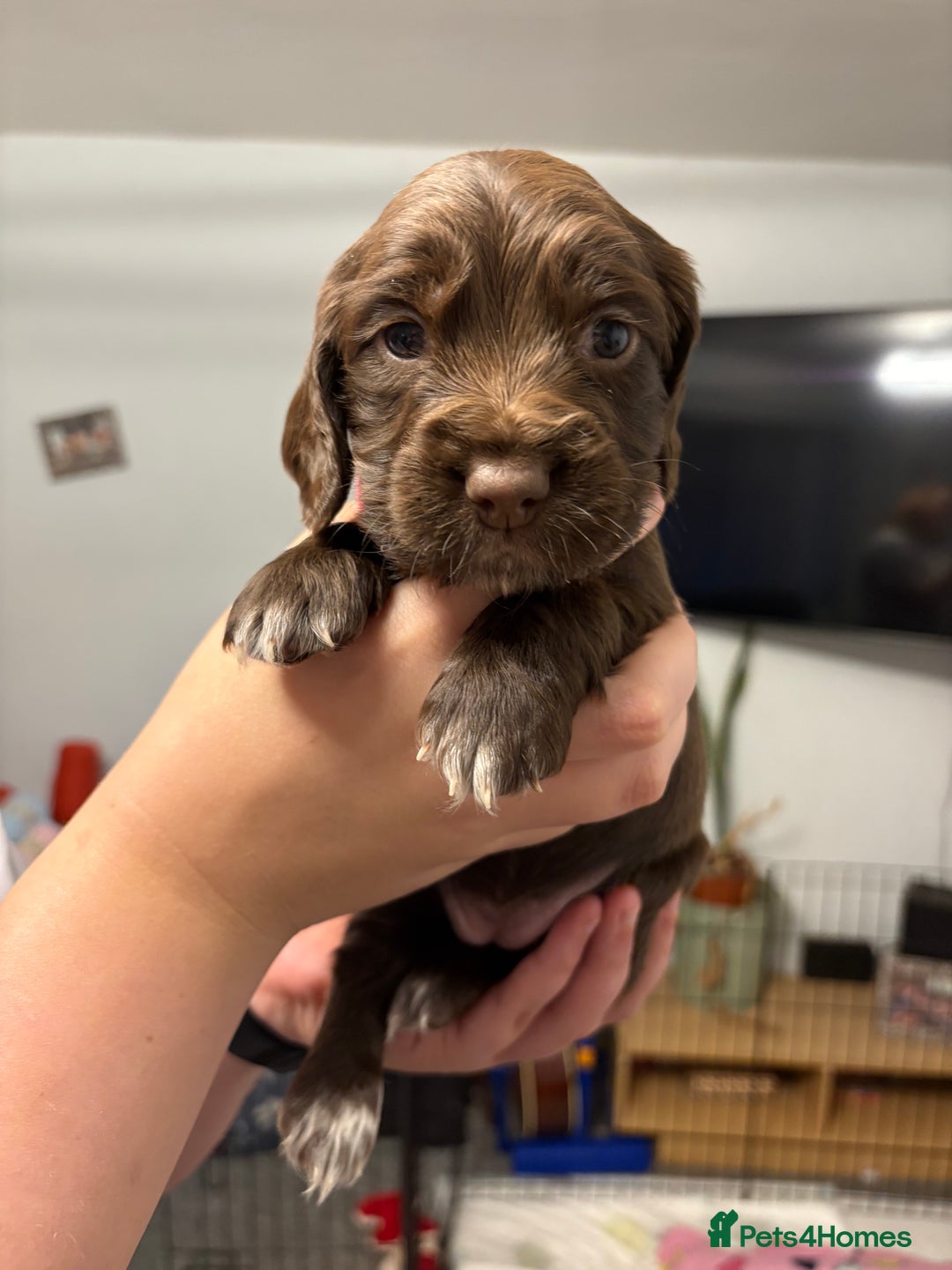 Sprocker dogs for sale: Sprocker puppies - Image 4