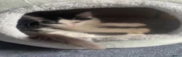 Mixed Breed cats for sale: Urgent rehoming  - Advert 5