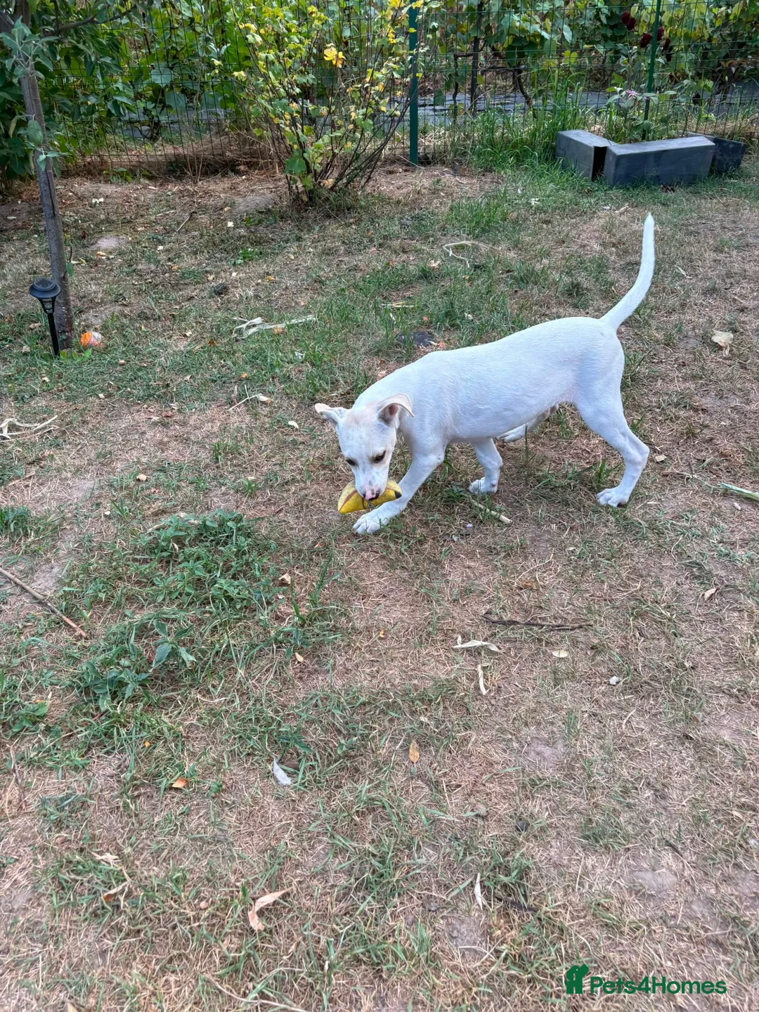 Mixed Breed dogs for adoption: 🤍 PIPER – The Big Baby Who Was Made for Cuddles❤️ - Advert 2