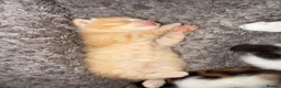 Mixed Breed cats for sale: Mix breed kittens - Advert 2