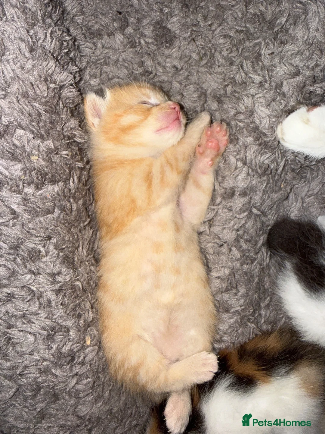Mixed Breed cats for sale: Mix breed kittens - Advert 2