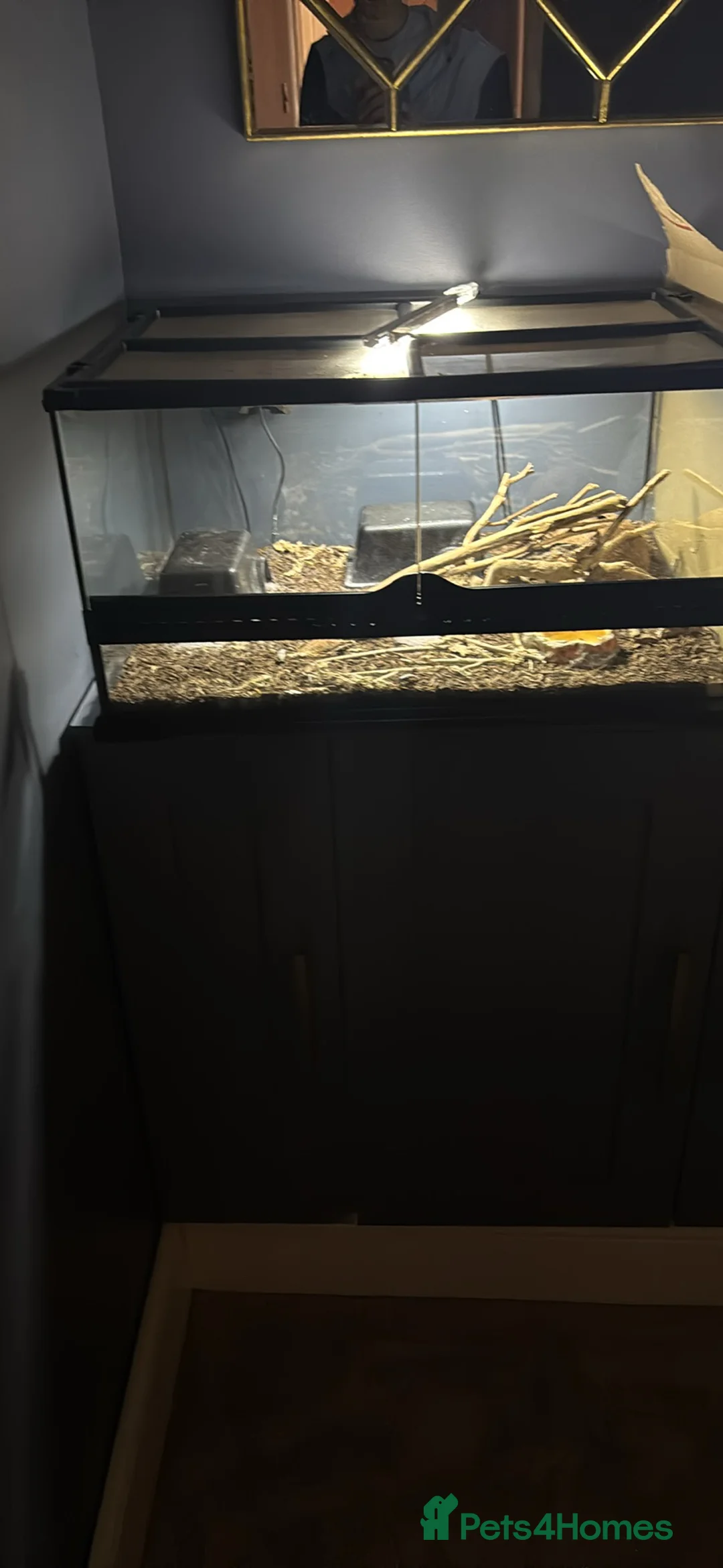 Leopard Gecko reptiles for sale: X2FULL SET UP male+female leopard gecko(breedable) in Ashton-under-Lyne - Advert 2