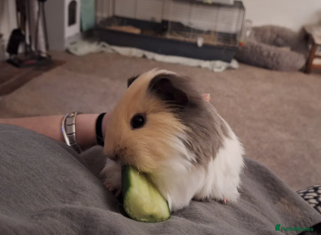 Guinea Pig rodents for sale: Beautiful male Guinea pig - Advert 1