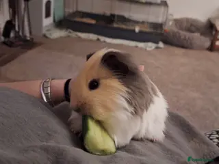 Guinea Pig rodents Beautiful male Guinea pig - Advert 3