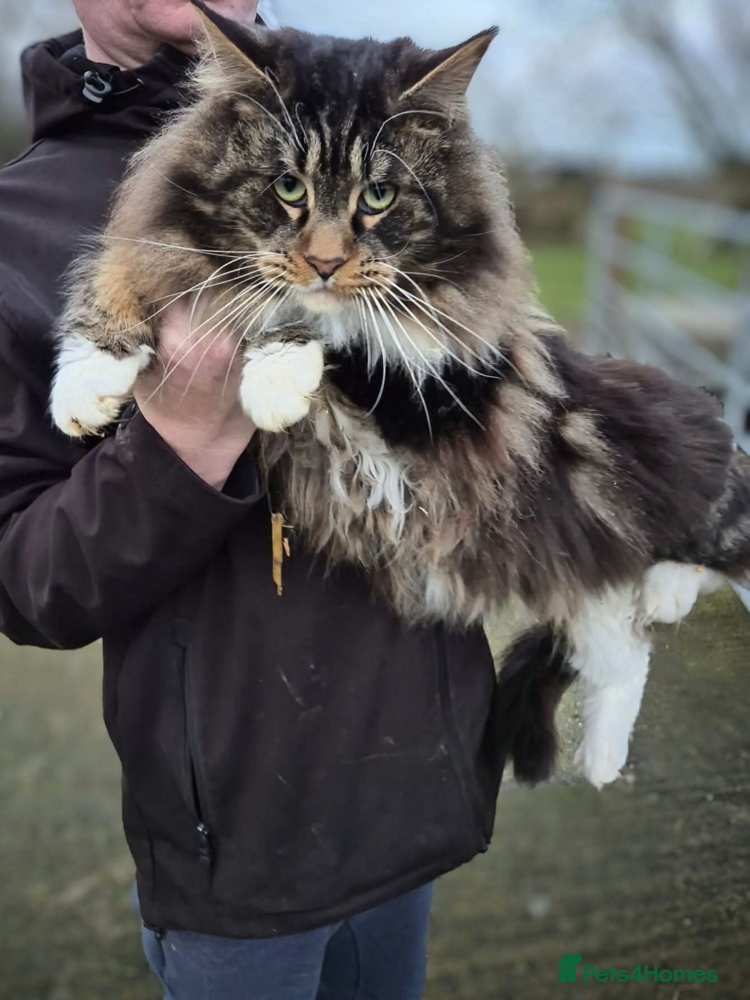 Maine Coon cats for sale: Maine Coon Group - Advert 4