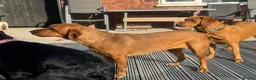 Labrador Retriever dogs for sale: 🐶 KC REGISTERED LABRADOR PUPPIES DUE SOON 🐶 - Advert 5