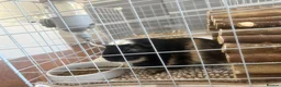 Guinea Pig rodents for sale: Boar guinea pig - Advert 7