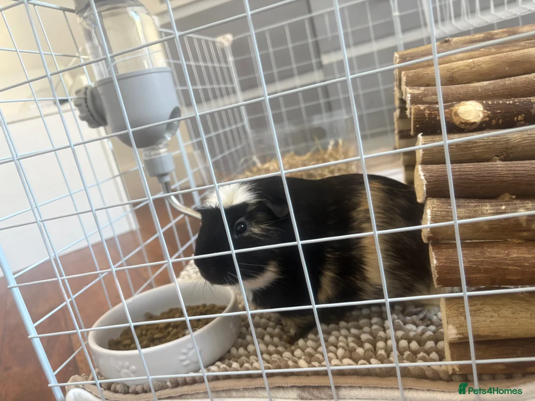 Guinea Pig rodents for sale: Boar guinea pig - Advert 7