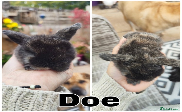 Mini Lop rabbits - Advert 1