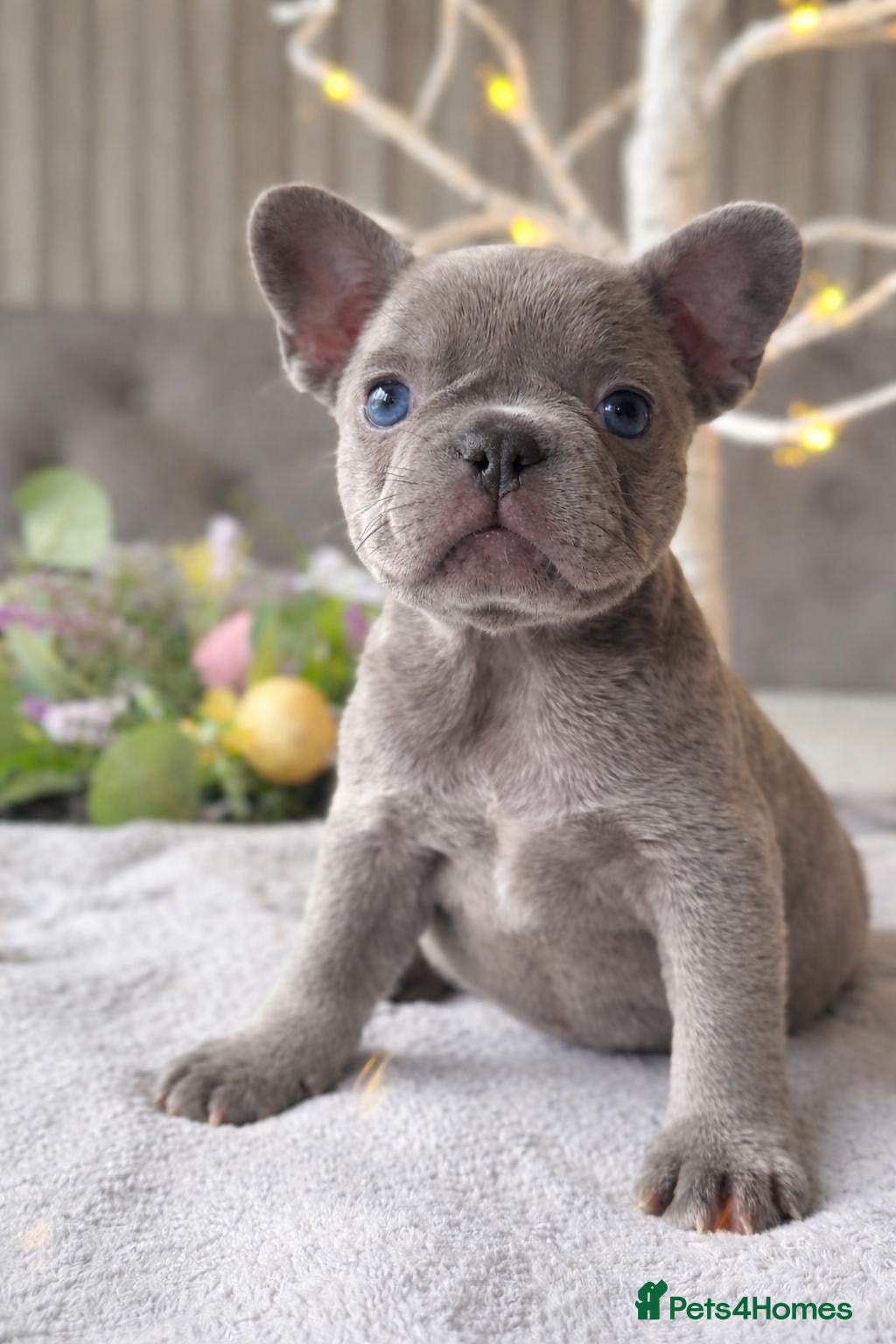 French Bulldog dogs French bulldog puppies  - Advert 8
