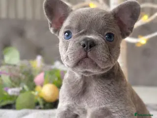 French Bulldog dogs French bulldog puppies - Advert 8