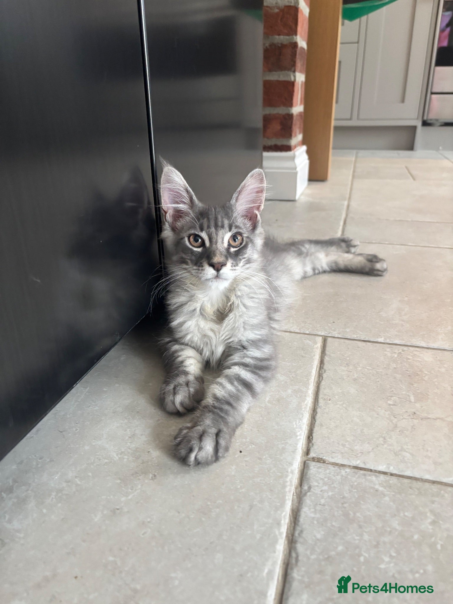 Maine Coon cats Ready Now - TICA Maine Coons  - Advert 2