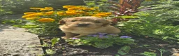 Mixed Breed dogs for sale: Cocker Sammy Spaniel puppies - Advert 14