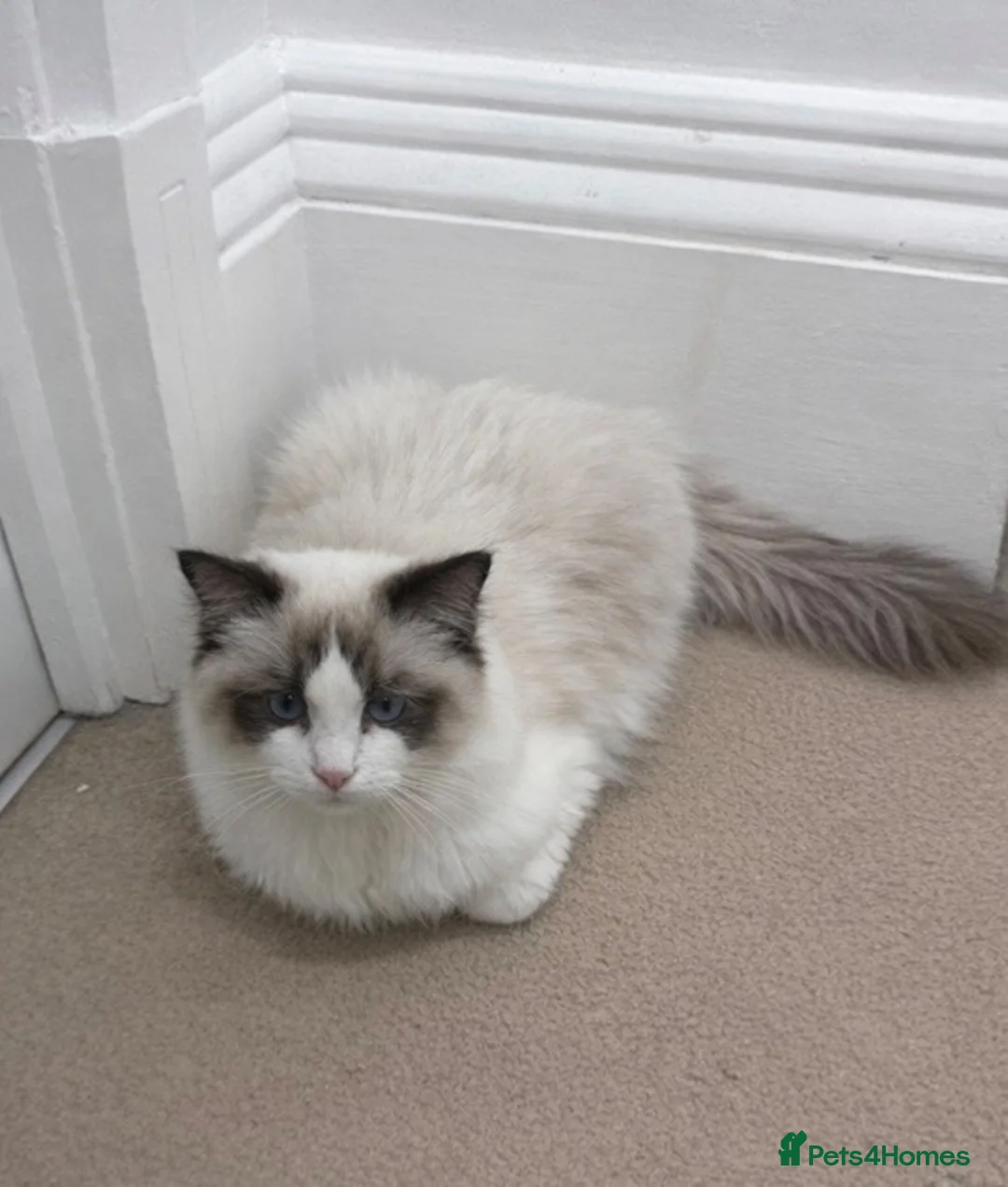 Ragdoll cats for sale: Gorgeous Male Ragdoll - TICA REGISTERED in London - Advert 2