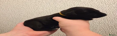 Yellow Collar