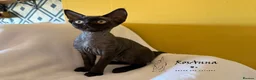 Devon Rex cats for sale: 2 girls available soon  - Advert 3