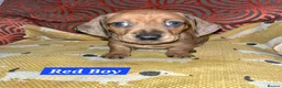 Miniature Dachshund dogs for sale: Mini Dachshund pups  - Advert 3
