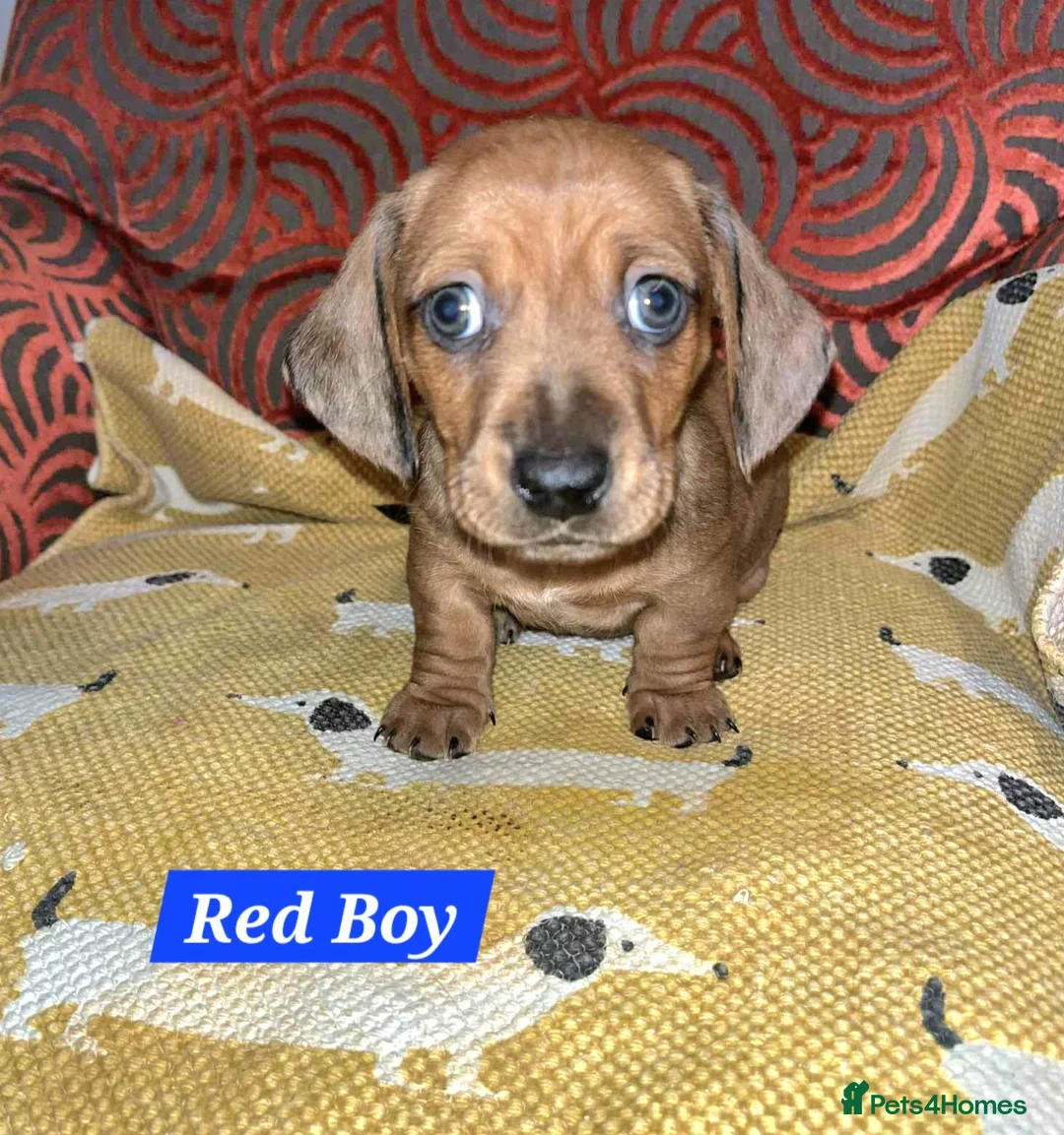 Miniature Dachshund dogs for sale: Mini Dachshund pups  - Advert 3