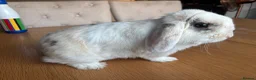 Mini Lop rabbits for sale: Beautiful mini-lop rabbits for sale - Advert 6