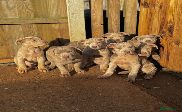 Mixed Breed dogs - Advert 11