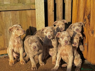 Mixed Breed dogs Cane corso pups - Advert 1