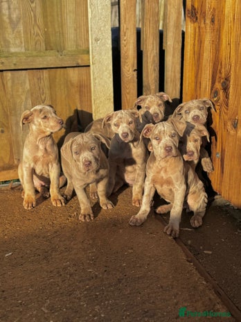 Mixed Breed dogs - Advert 11