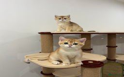 British Shorthair cats for sale: British Shorthair Golden kittens    - Image 5