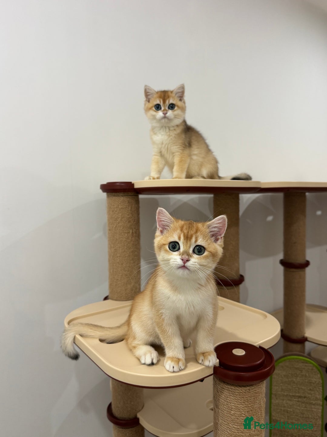 British Shorthair cats for sale: British Shorthair Golden kittens    - Image 5