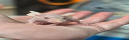 Mouse rodents for sale: Fancey Male and female mice - Advert 38