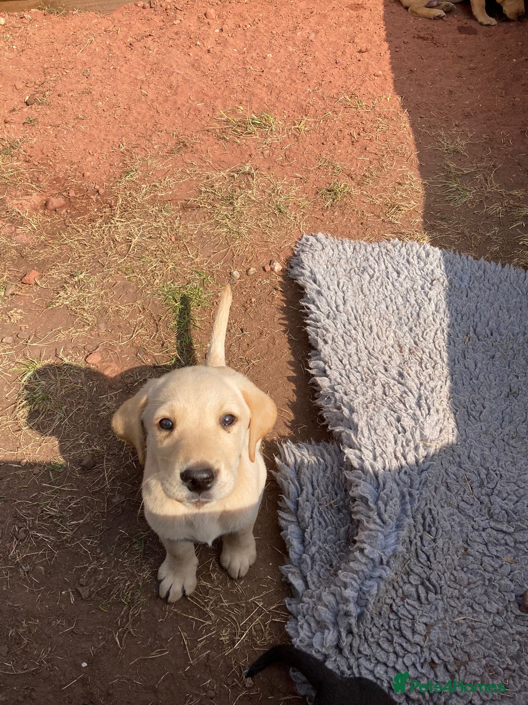 Labrador Retriever dogs for sale: KC registered working fieldtrial Labrador puppies  - Image 19