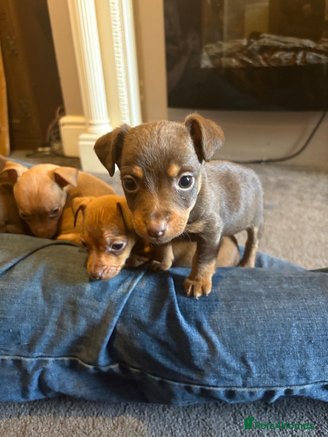 Jack Russell dogs for sale: Beautiful miniature jack russell puppies  - Image 19