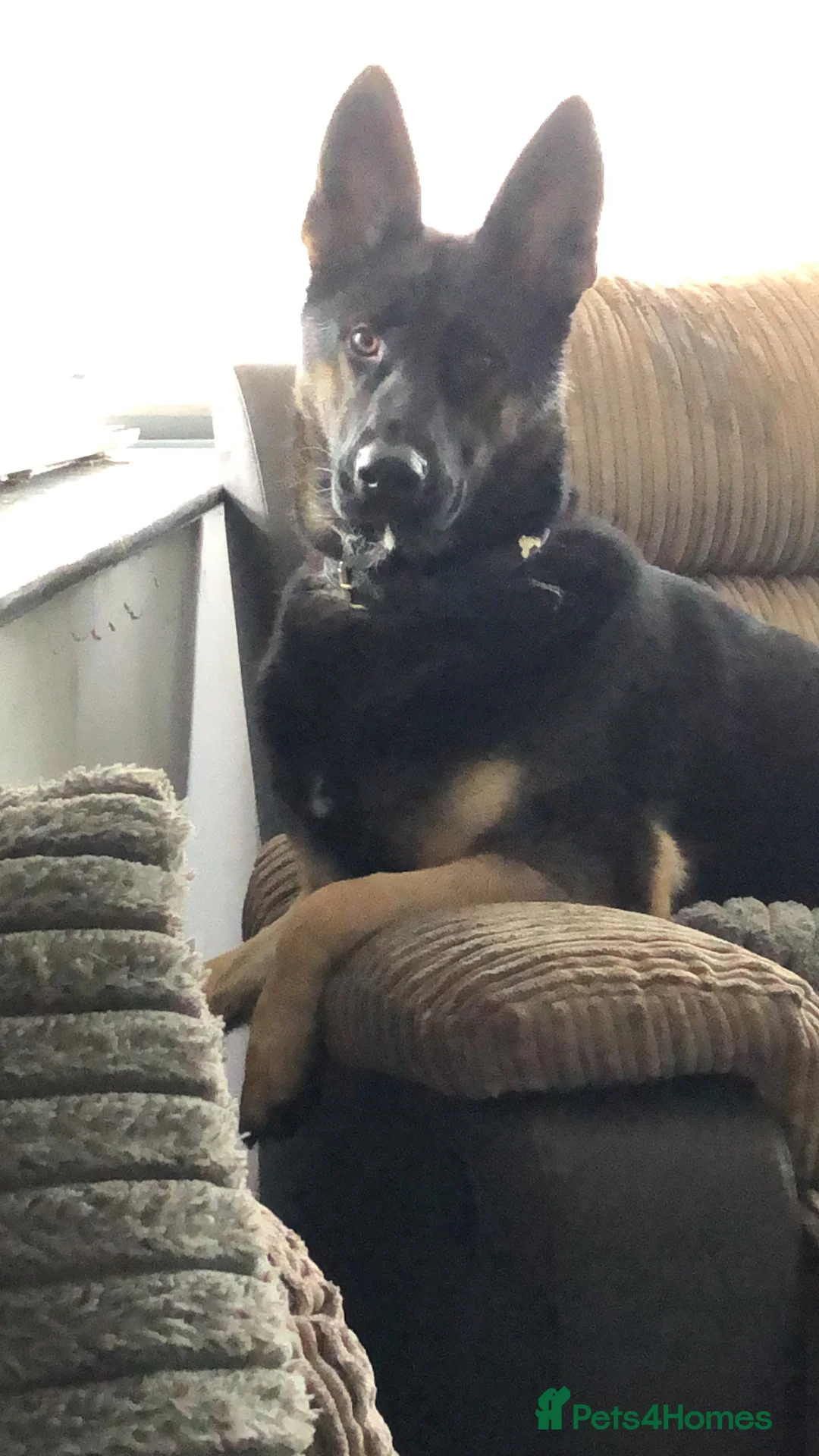 German Shepherd dogs for sale: German Shepherd pup  - Advert 3