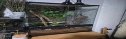 Gecko reptiles for sale: Leachie Gecko plus setup - Advert 10