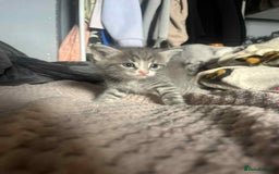 Mixed Breed cats for sale: Beautiful grey kittens - Image 21