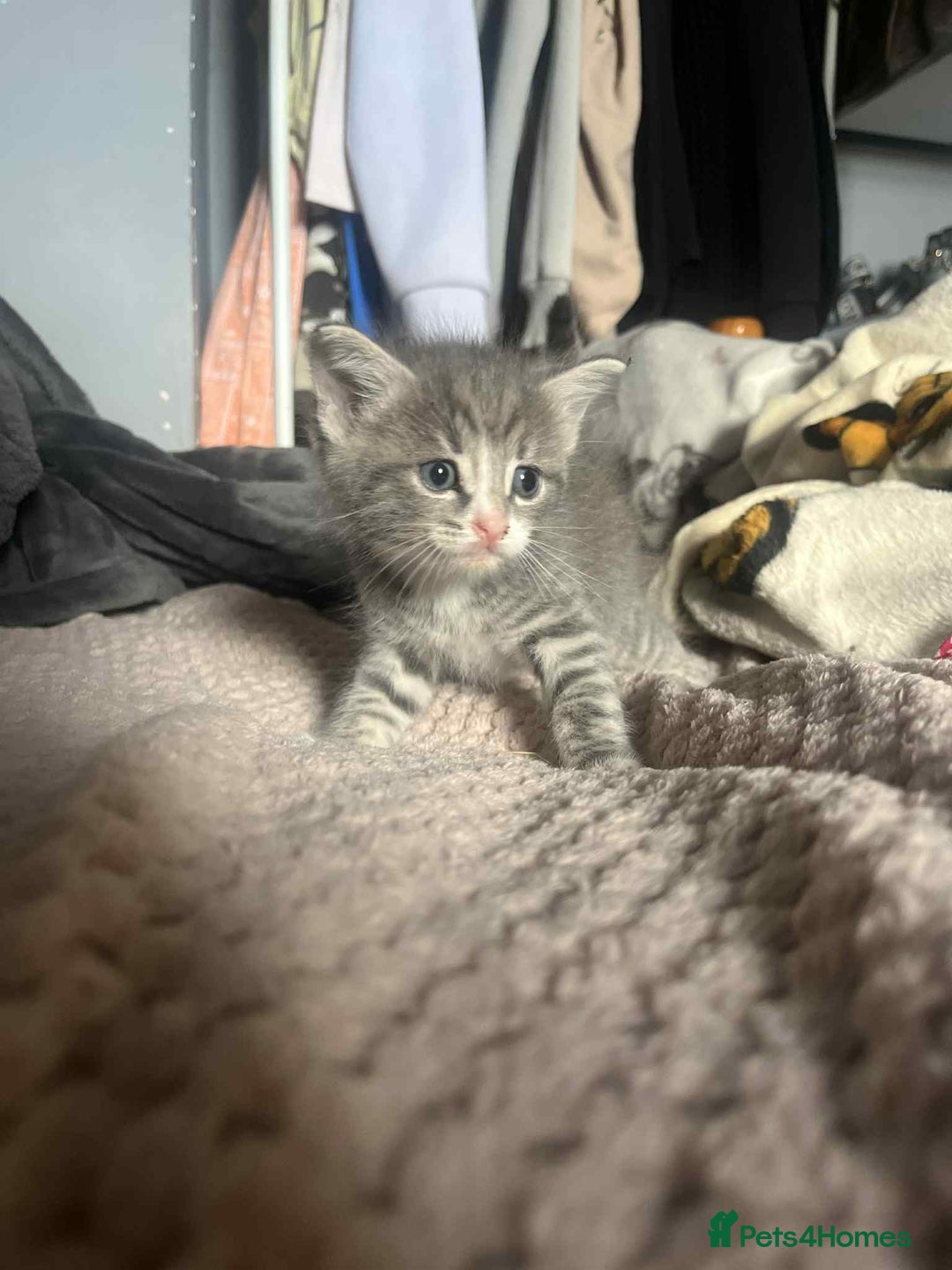 Mixed Breed cats for sale: Beautiful grey kittens - Image 21