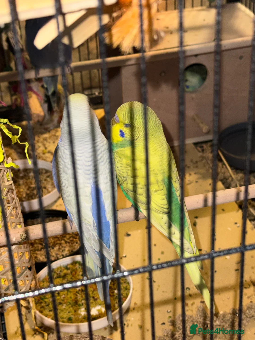 Budgerigars birds for sale: Bonded pair of 8 week old budgies  - Advert 3