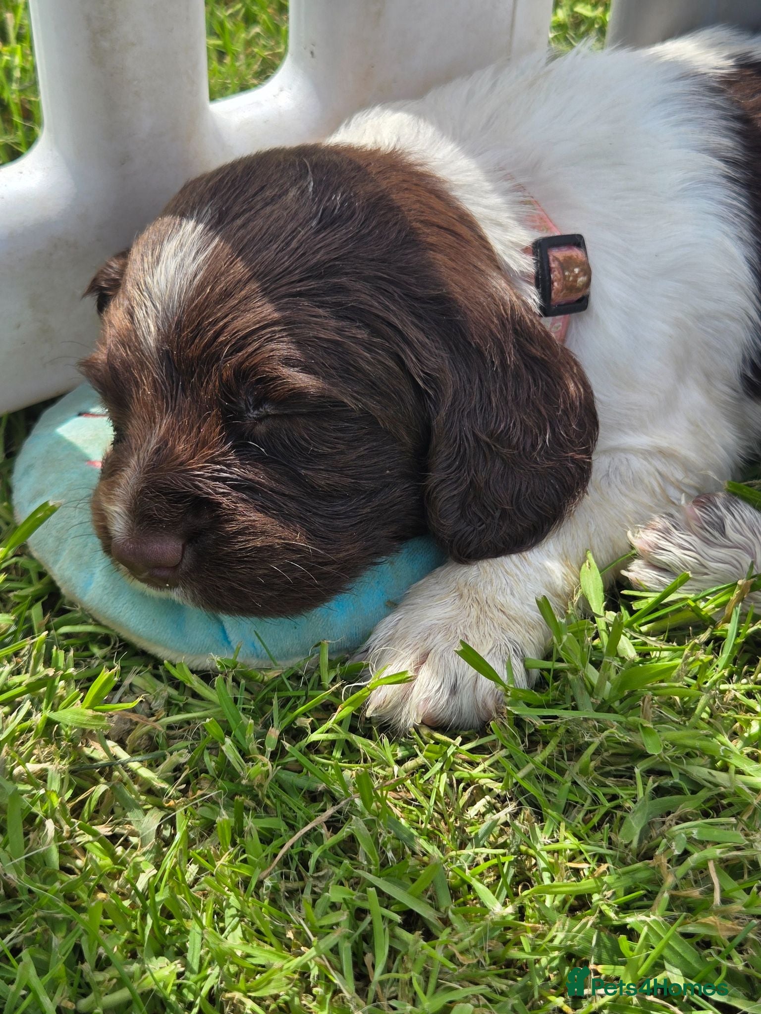 English Springer Spaniel dogs Working English Springer Spaniel Pups - Advert 2