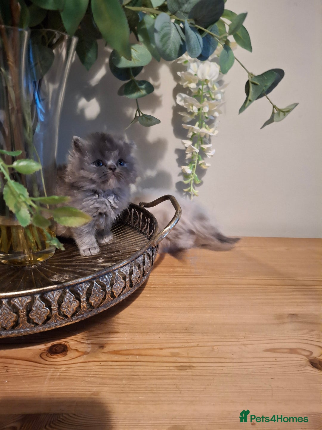Persian cats for sale: Persian kittens - Image 14