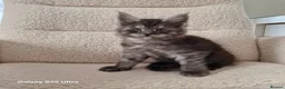 Maine Coon cats for sale: Pure Maine coon kittens - Advert 25