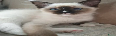 Ragdoll Kitten 4